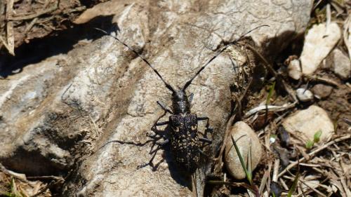 Réf. 182 815 : Monochamus sutor